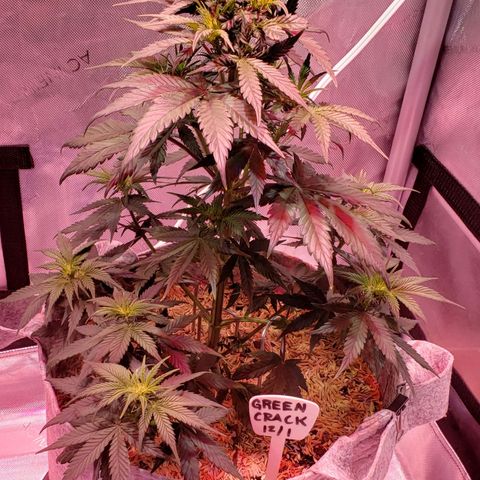 Green Crack Auto growlog timeline photo