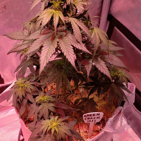 Green Crack Auto growlog timeline photo