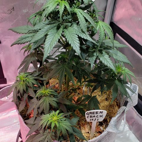 Green Crack Auto growlog timeline photo
