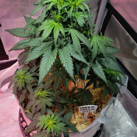 Green Crack Auto growlog timeline photo