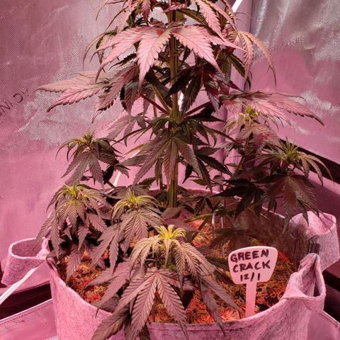 Green Crack Auto growlog timeline photo