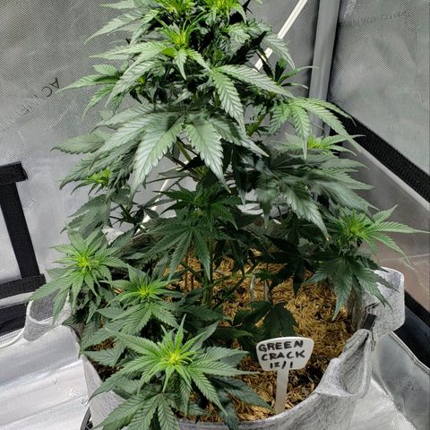 Green Crack Auto growlog timeline photo