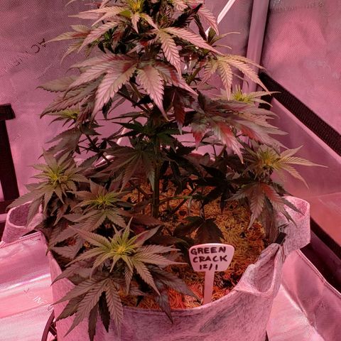 Green Crack Auto growlog timeline photo