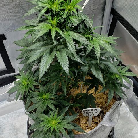 Green Crack Auto growlog timeline photo
