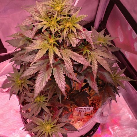 Green Crack Auto growlog timeline photo