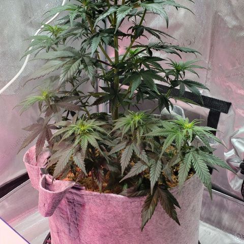 Green Crack Auto growlog timeline photo
