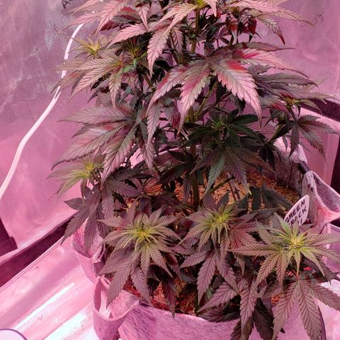 Green Crack Auto growlog timeline photo