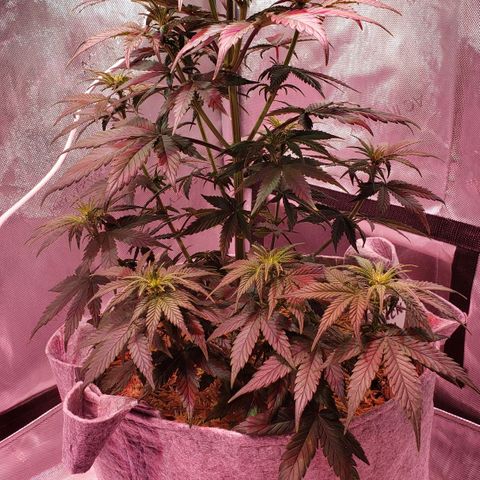 Green Crack Auto growlog timeline photo