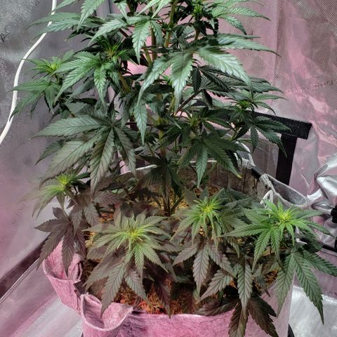 Green Crack Auto growlog timeline photo