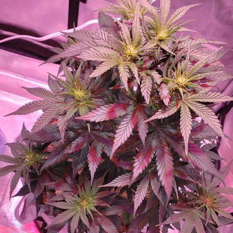 Green Crack Auto growlog timeline photo