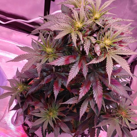 Green Crack Auto growlog timeline photo