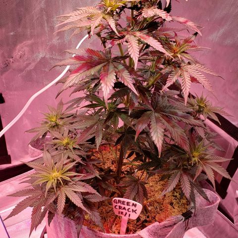 Green Crack Auto growlog timeline photo