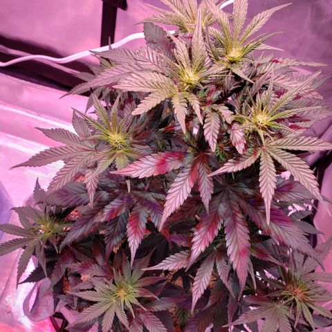 Green Crack Auto growlog timeline photo