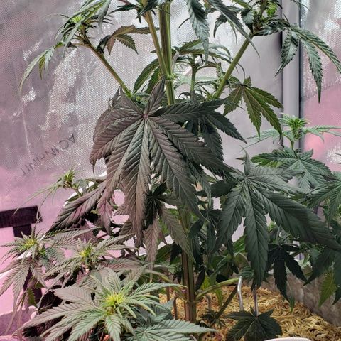 Green Crack Auto growlog timeline photo