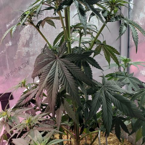 Green Crack Auto growlog timeline photo