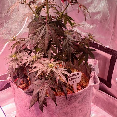 Green Crack Auto growlog timeline photo
