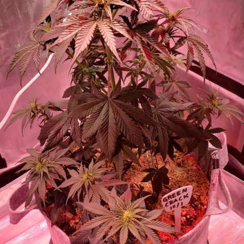 Green Crack Auto growlog timeline photo