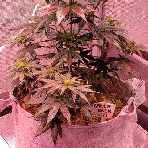 Green Crack Auto growlog timeline photo
