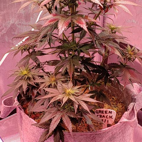 Green Crack Auto growlog timeline photo