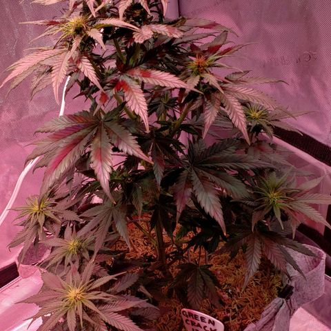 Green Crack Auto growlog timeline photo
