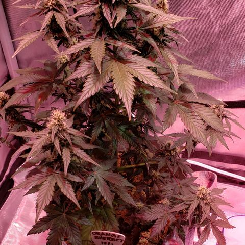 Green Crack Auto growlog timeline photo