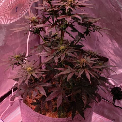 Green Crack Auto growlog timeline photo