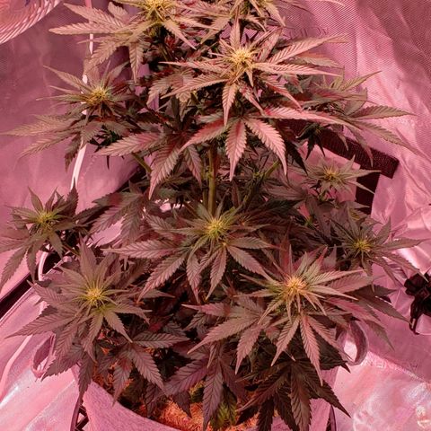 Green Crack Auto growlog timeline photo
