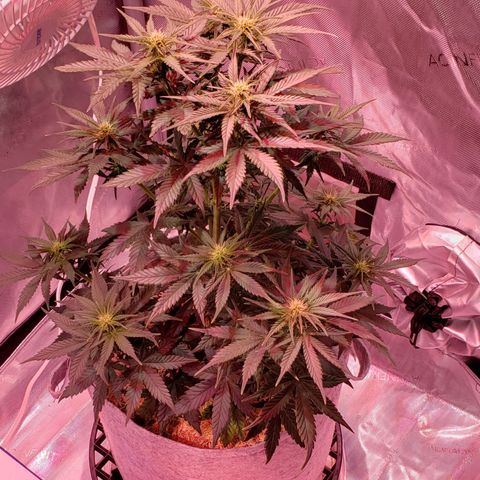 Green Crack Auto growlog timeline photo