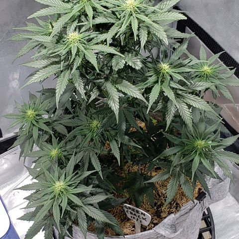 Green Crack Auto growlog timeline photo