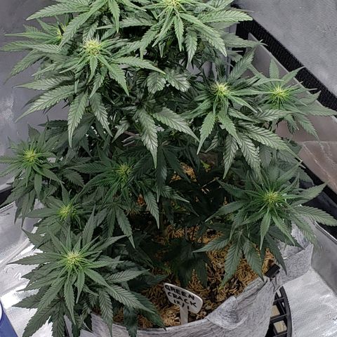 Green Crack Auto growlog timeline photo