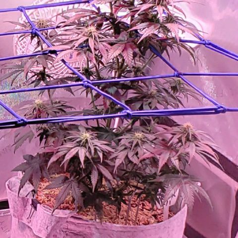 Green Crack Auto growlog timeline photo
