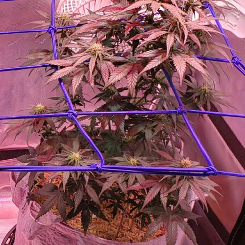 Green Crack Auto growlog timeline photo