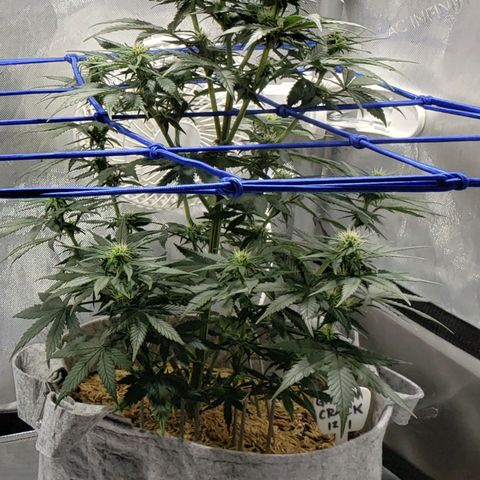 Green Crack Auto growlog timeline photo