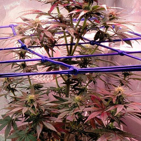 Green Crack Auto growlog timeline photo