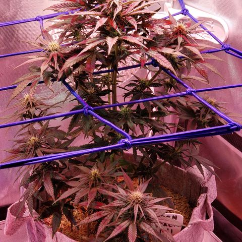 Green Crack Auto growlog timeline photo