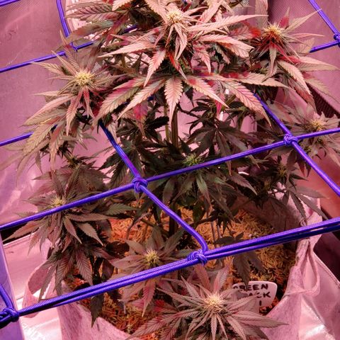 Green Crack Auto growlog timeline photo