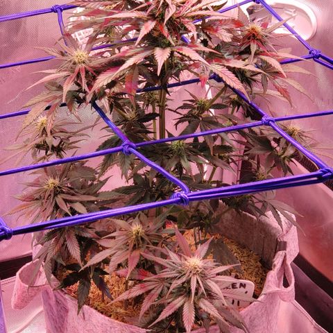 Green Crack Auto growlog timeline photo