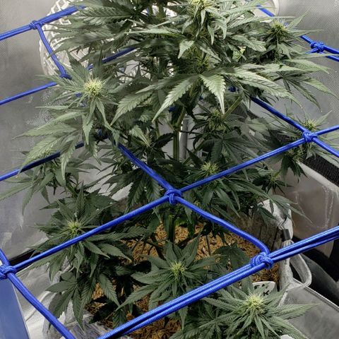 Green Crack Auto growlog timeline photo
