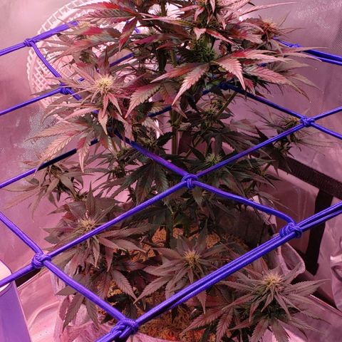 Green Crack Auto growlog timeline photo