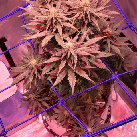 Green Crack Auto growlog timeline photo