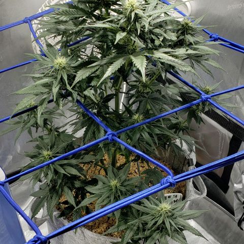 Green Crack Auto growlog timeline photo