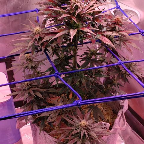 Green Crack Auto growlog timeline photo