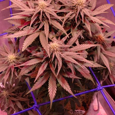 Green Crack Auto growlog timeline photo