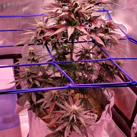 Green Crack Auto growlog timeline photo