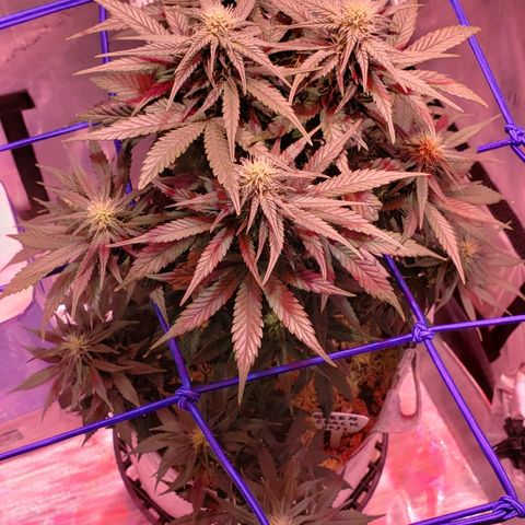 Green Crack Auto growlog timeline photo