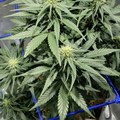Green Crack Auto growlog timeline photo