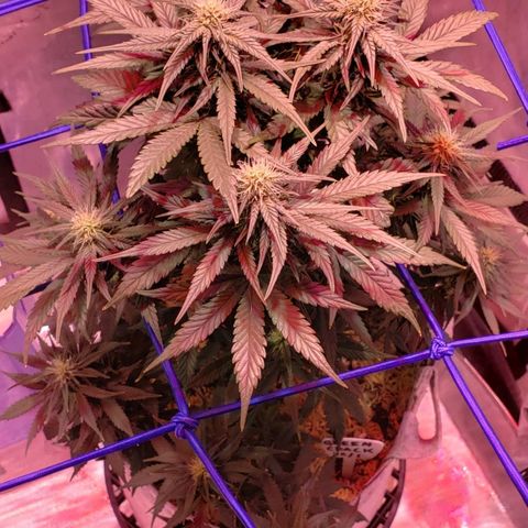 Green Crack Auto growlog timeline photo