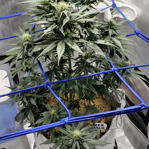 Green Crack Auto growlog timeline photo