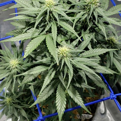 Green Crack Auto growlog timeline photo