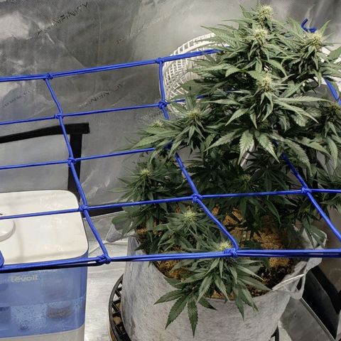 Green Crack Auto growlog timeline photo